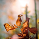 Illustration for article titled Shooting Challenge Fall Leaves Gallery 1